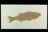 Beautiful, Fossil Fish (Mioplosus) - Wyoming #122677-1